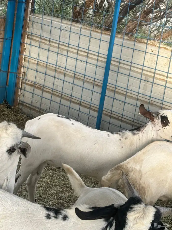ذبايح تيوس تهاميه فل شحم الموقع الطايف 1
