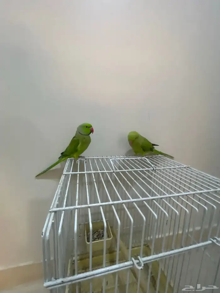 دره جوز كامل الجناح 1