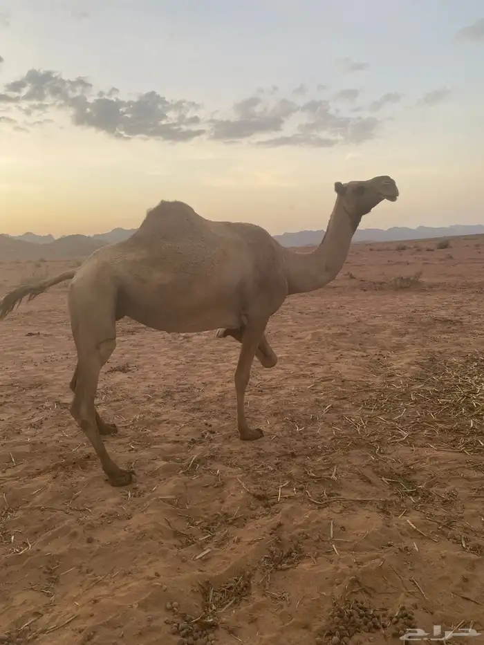 لقحة 0