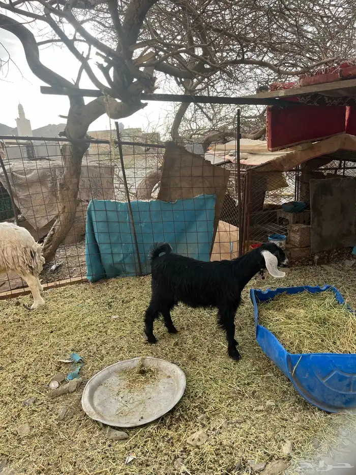 جفره عارضيه 3