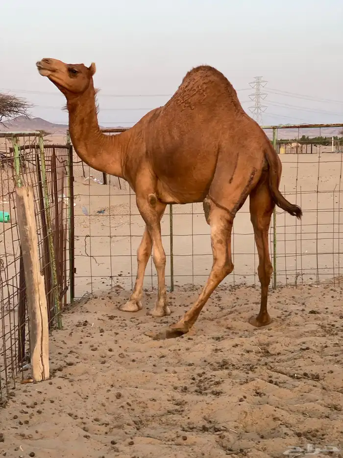 للبيع. ناقه حايل (4) 1