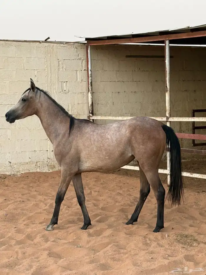 مهره شعبيه للبيع 0