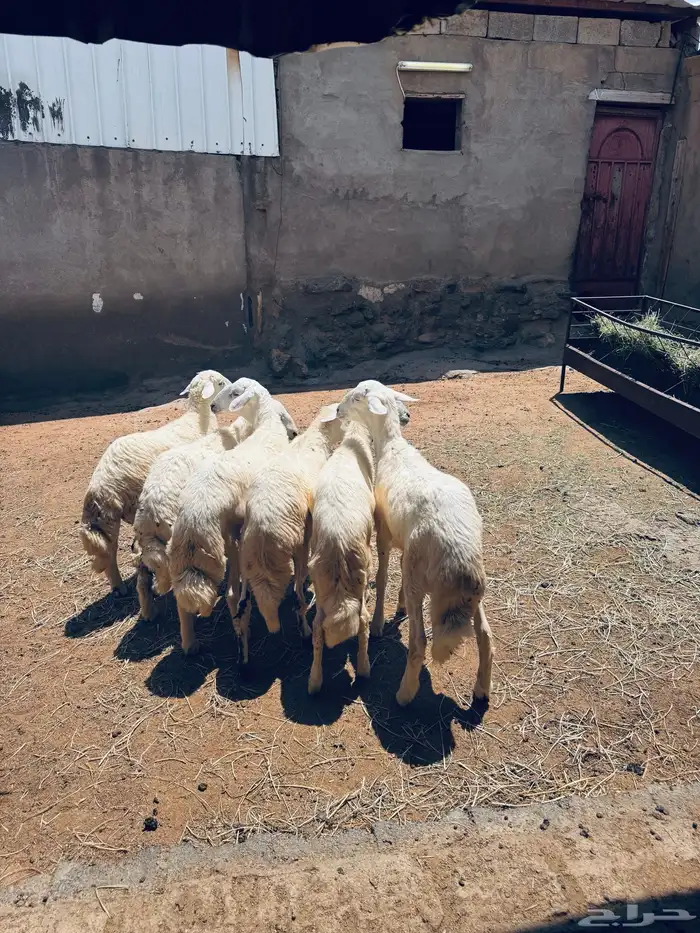 خرفان 4