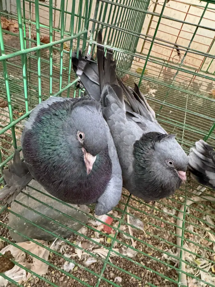 حمام تركي حرامي مع فرخين 2