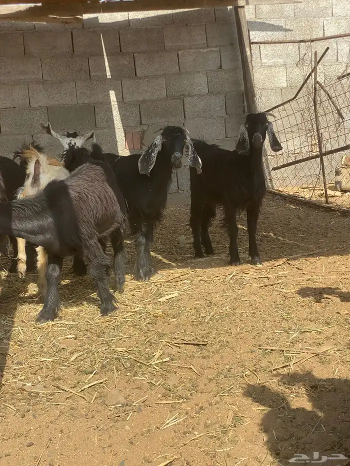 حوالي 15 جفره عوارض طيبه للقاني جاهزة لتربيه مراح طيب 0