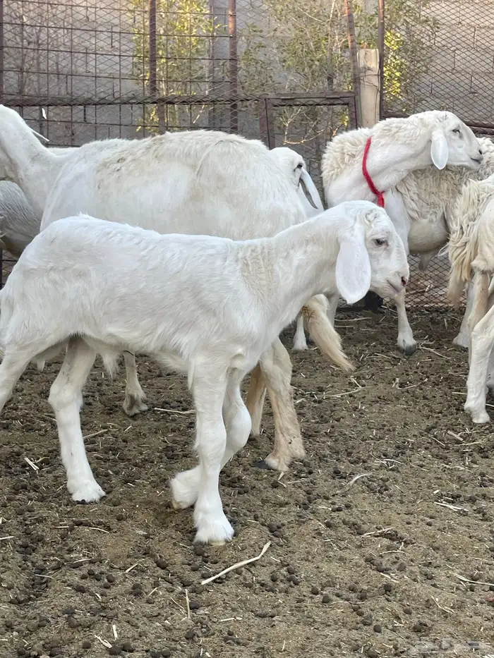 فحل حري رباع حرش 4