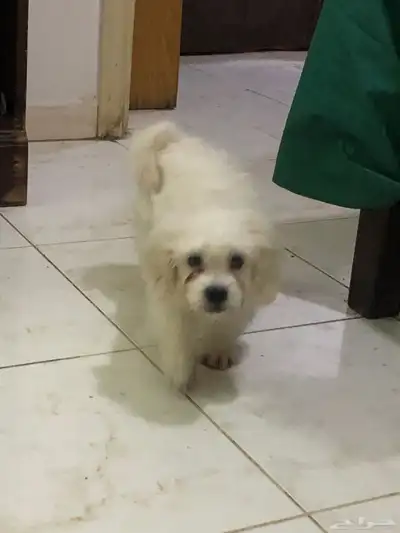 Maltese puppy index