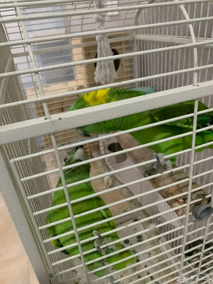 زوج يلوناب 2