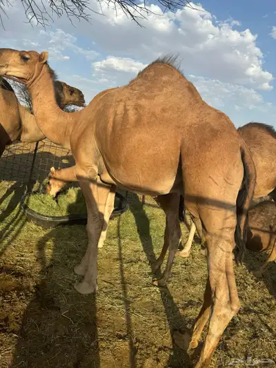 حشو قعدان فاخره index