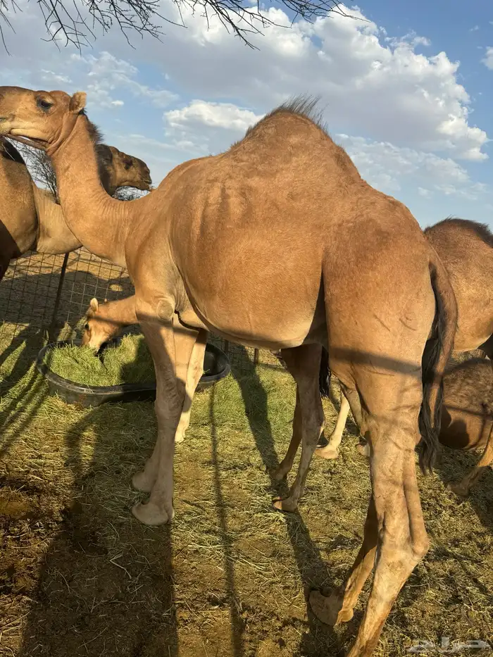 حشو قعدان فاخره 0