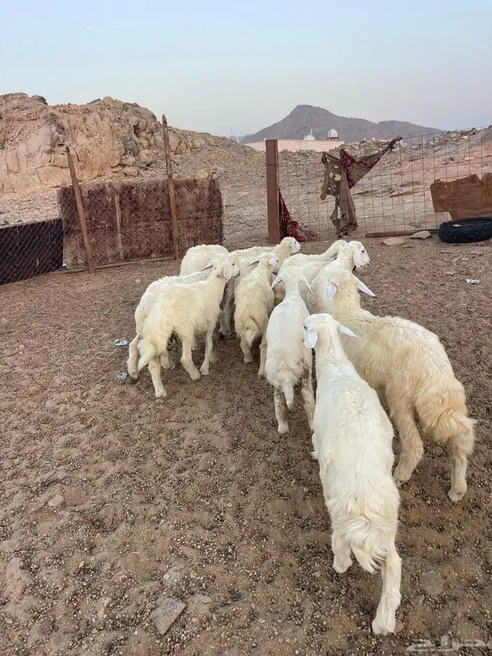 طليان حريه 1
