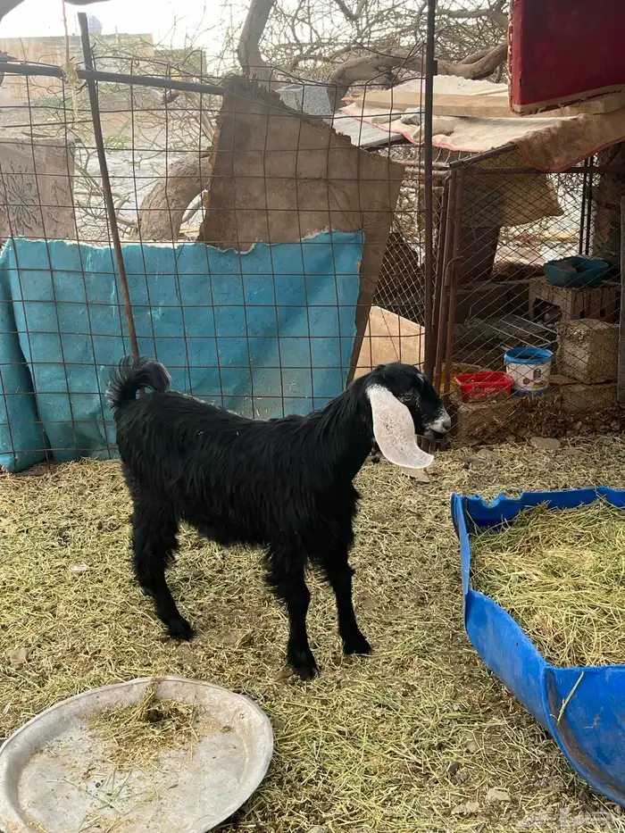 جفره عارضيه 5