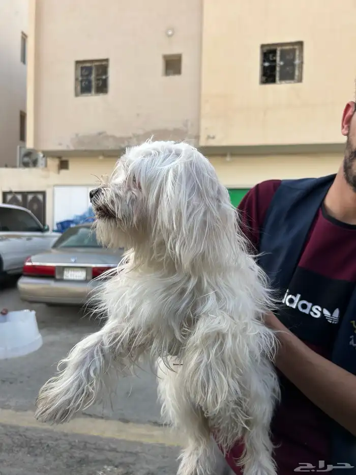 كلب ضايع 1