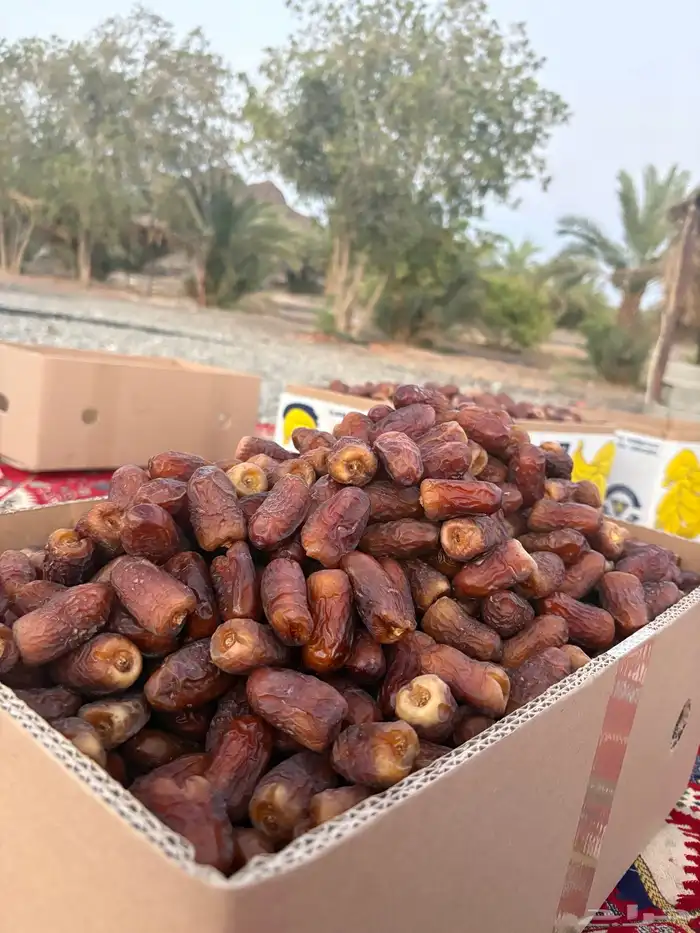 برني العيص 10