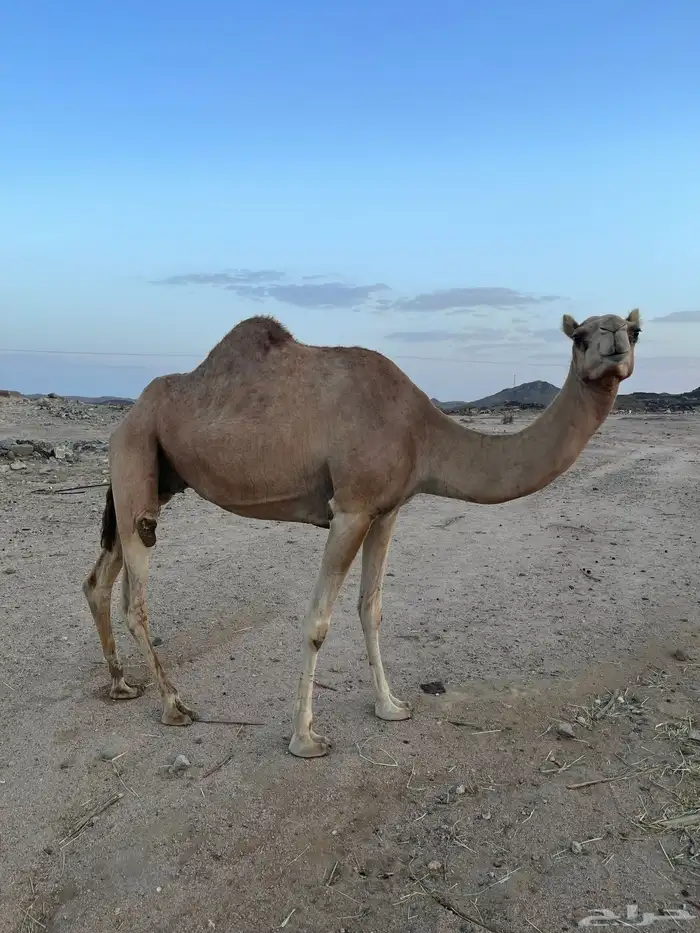 حايل للبيع 3