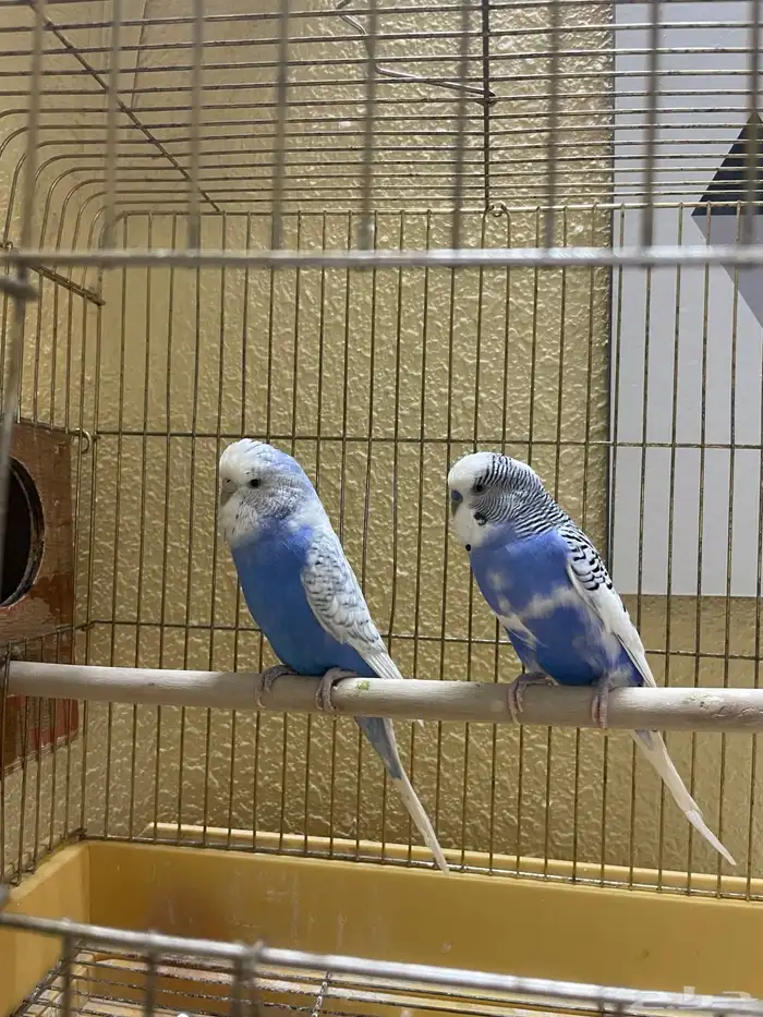 جوز بادجي مكس انجليزي 3