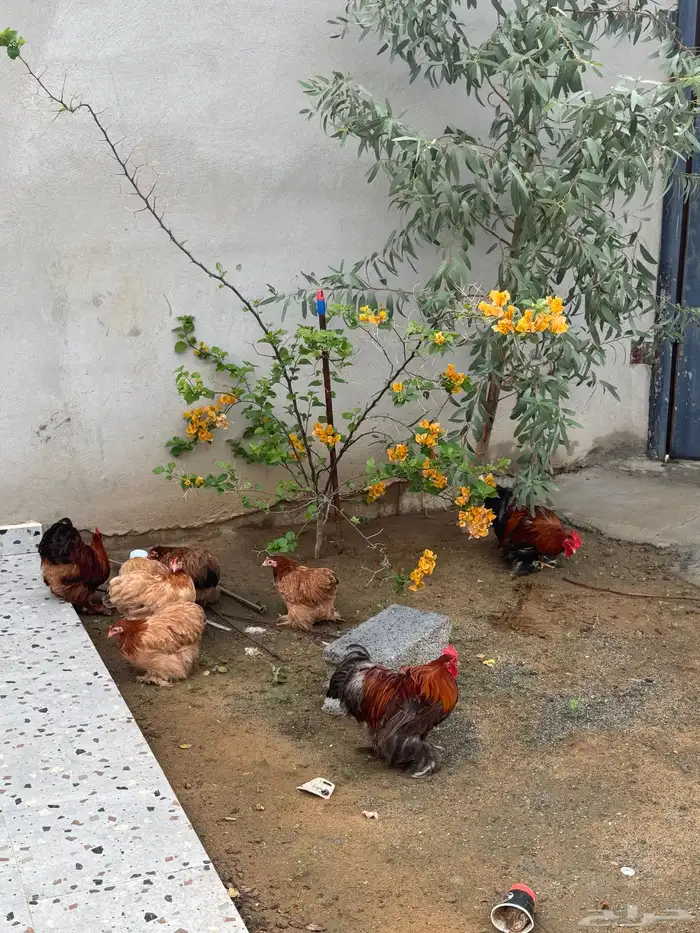 دجاج كوشن قزم 2