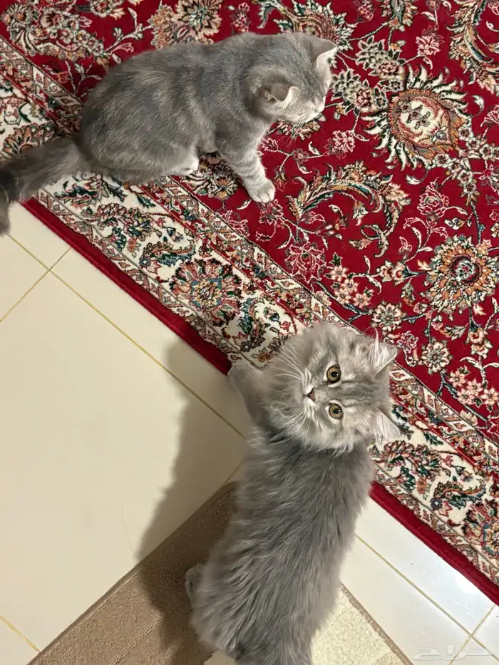 قط للبيع 1