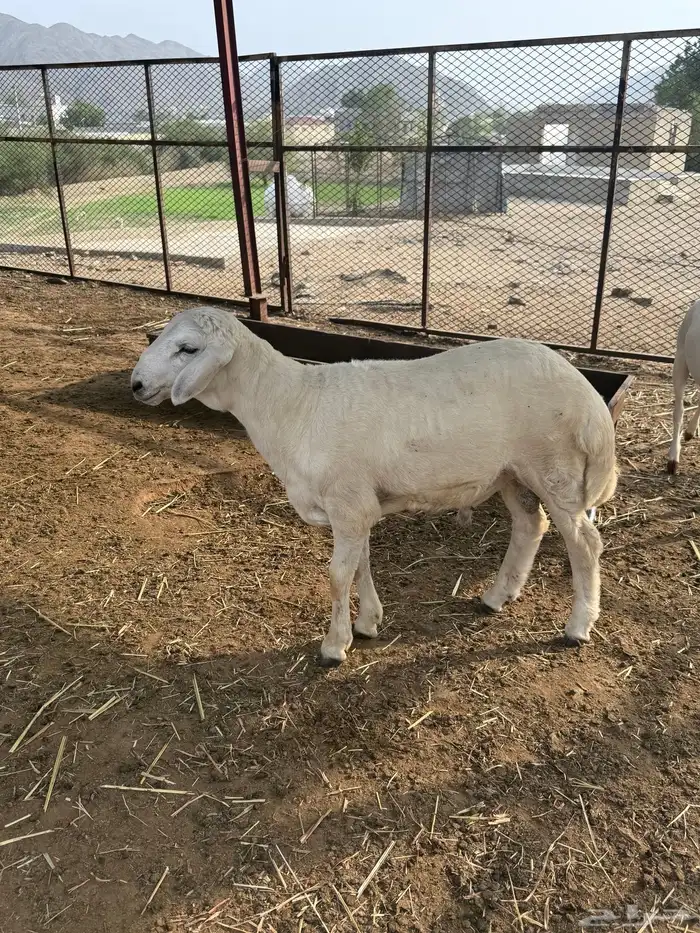 طلي ذبيحة ولا مشروع 0