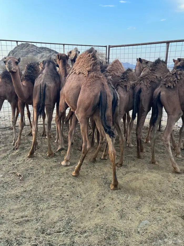 قعدان فاخرة وطيبات 2