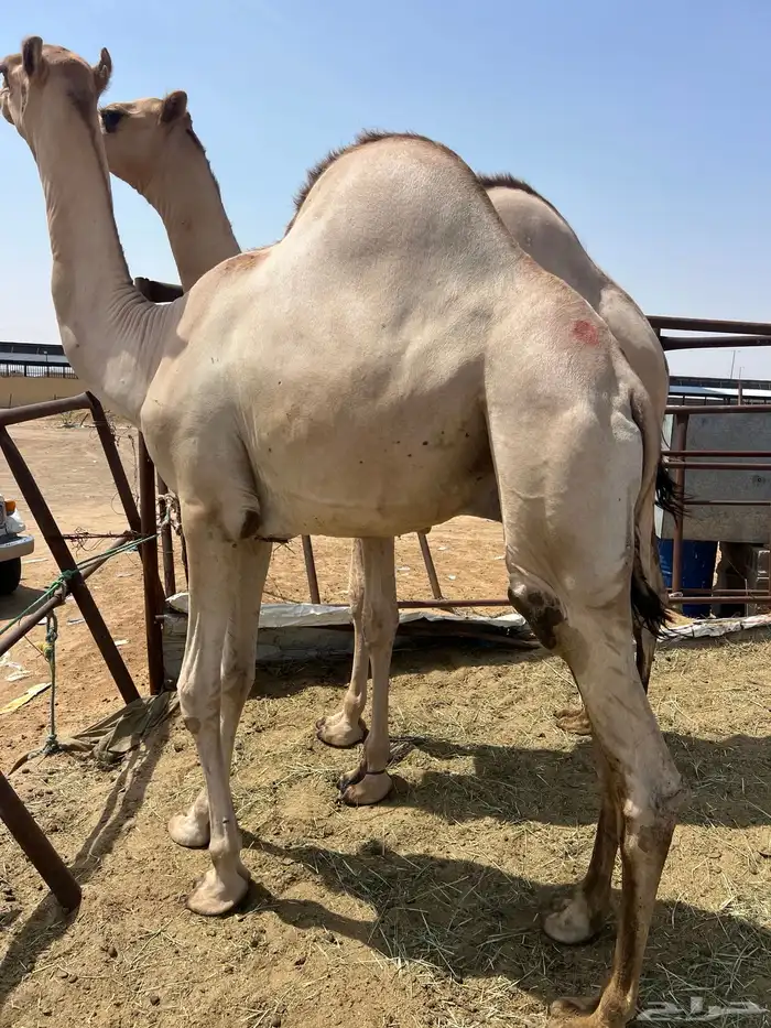 قعدان مفاريد أتواصل 9