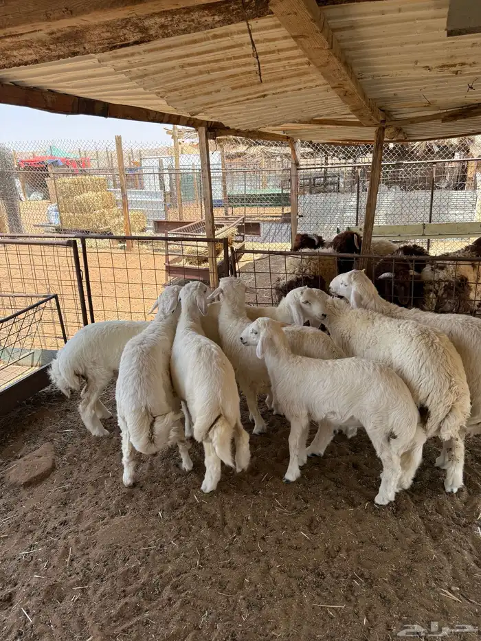 ذبايح ذبيحه حري نعيمي تيس يوجد تمارا 1