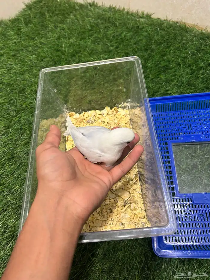 فرخين روز البينو 6