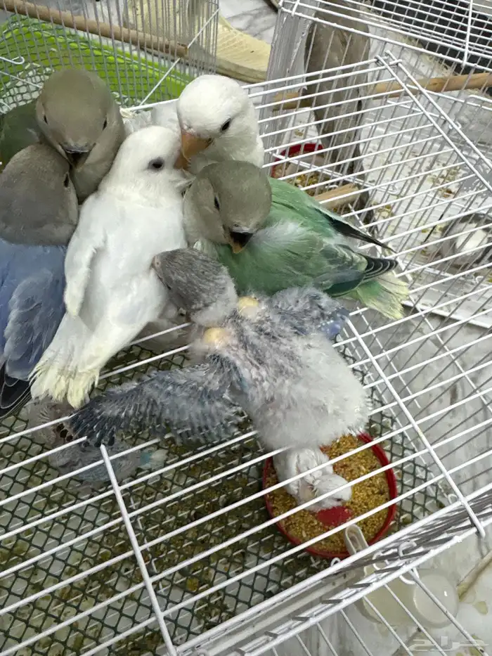 فروخ روز تحت الغر 2