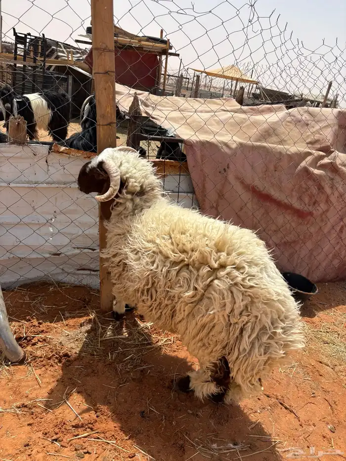 خاروف جذع 1