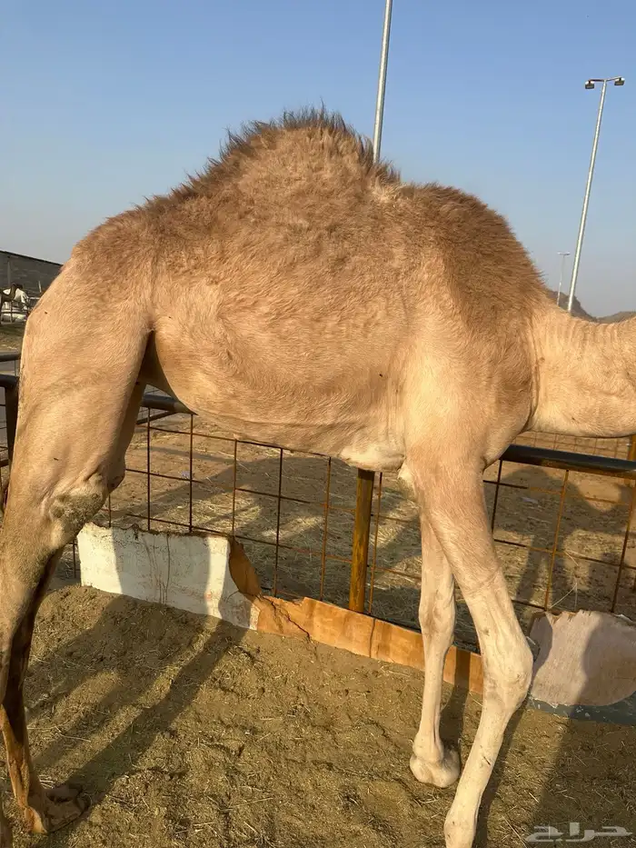بكره بلديه على الشرط 1