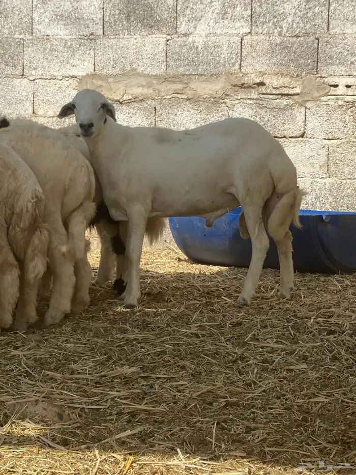 طليان حري ونجدي للبيع مراح شحم فل نظيفه 5