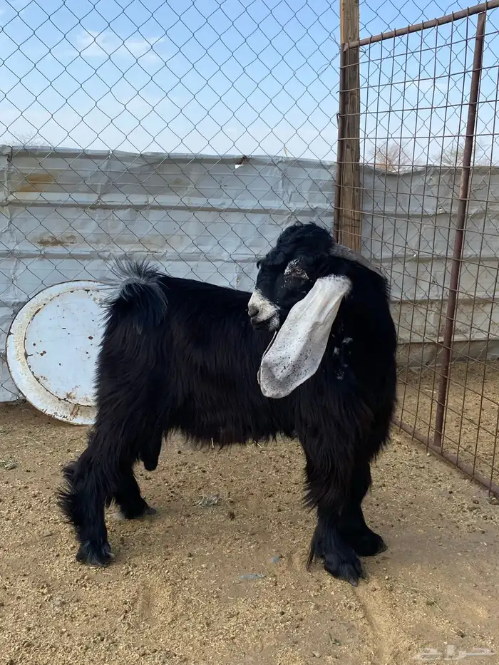 تيس عارضي صنف معرف(تم البيع ) 5