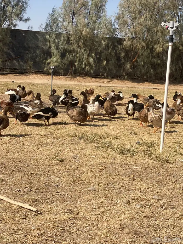للبيع بط شرشير العدد تقريبن 45جوز الموقع القريات 0