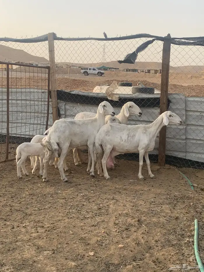 حريات متابيع ( تم البيع ) 5