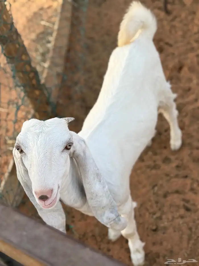 تيس مندي يدغر وجفره ثلاجه 1