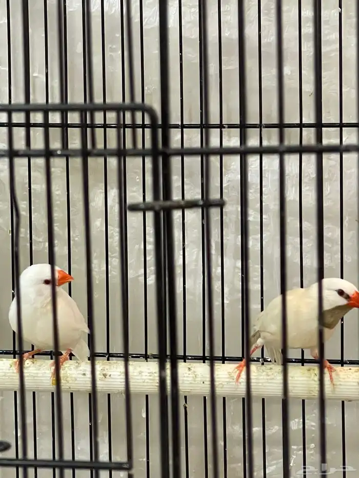 طيور شفت تيل البينو 2