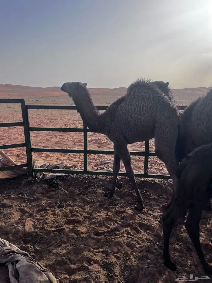 جمل للبيع 4