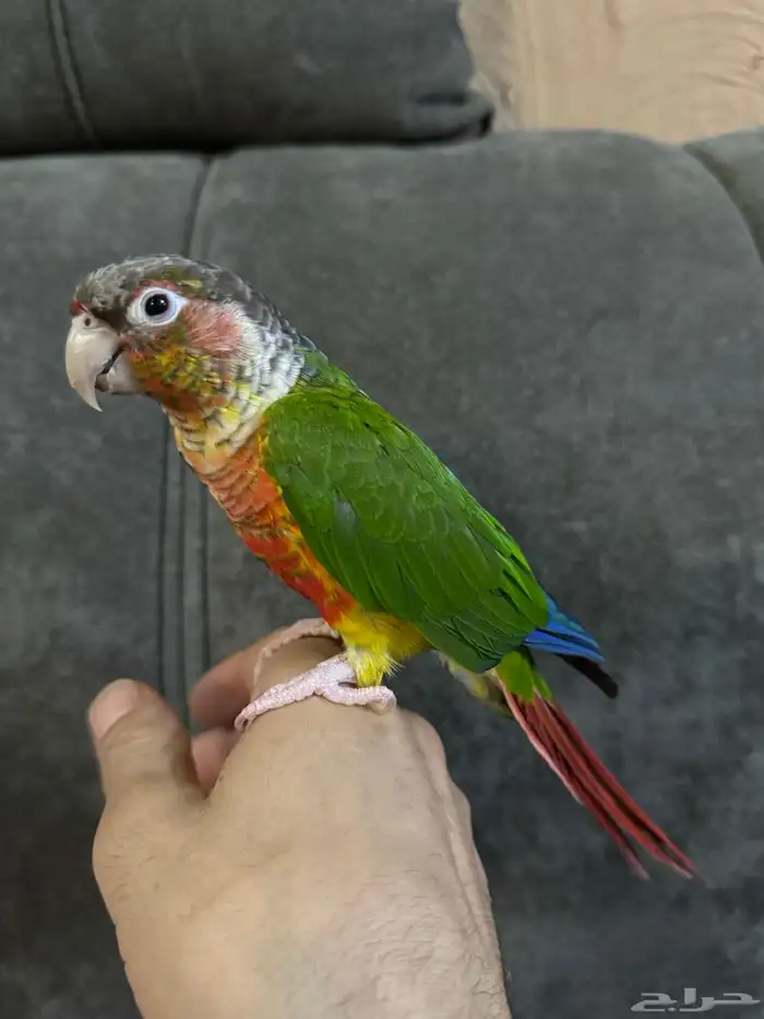 كنيور يلو سايد 0