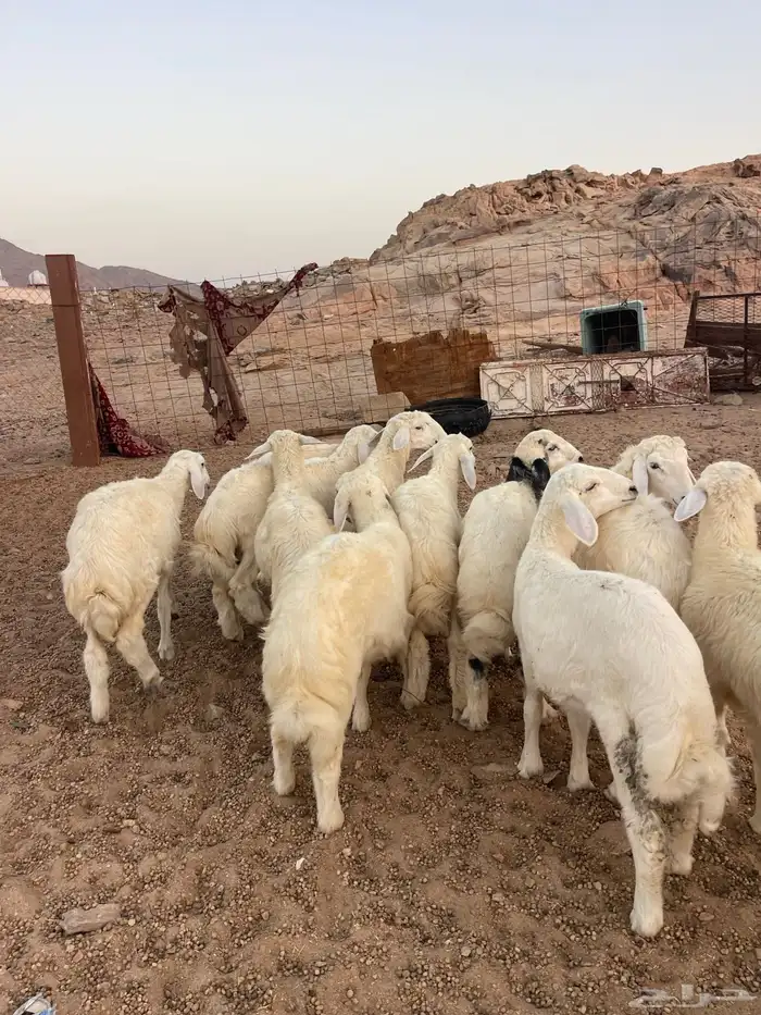 طليان حريه 3