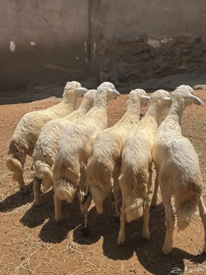خرفان 2