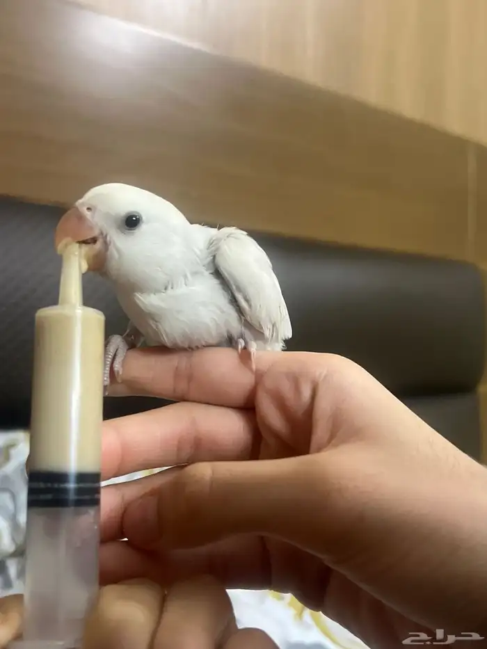 baby parrot peachfaced 1