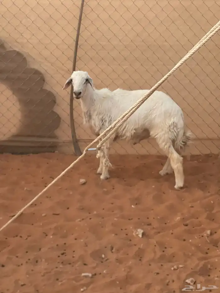 خروف للبيع 0