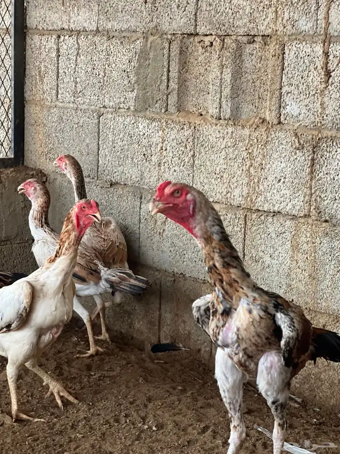 دجاج شامو ياباني الموقع بارق 0