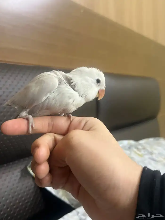 baby parrot peachfaced 0