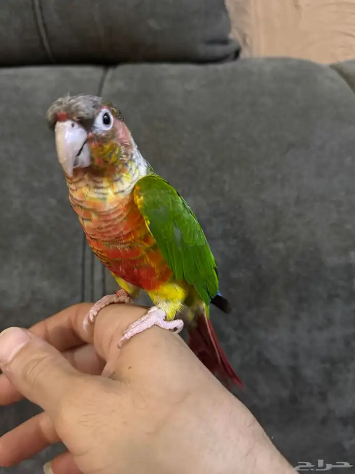 كنيور يلو سايد 2