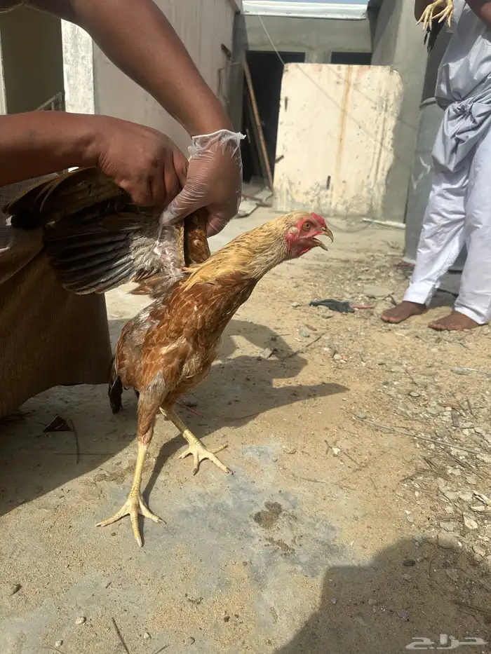 دجاج و دياك باكستاني وبلدي الصحه ميه ب الميه ممتاز مره 3