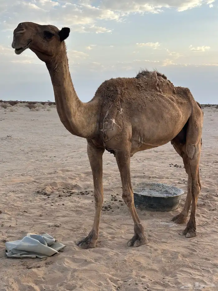 ناقه خفوت تضلع من يده  ناقة منتج إنتاجتها قوي 0