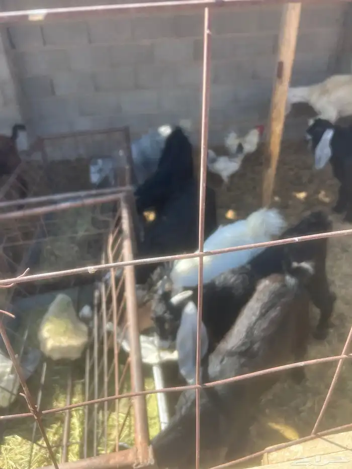 تيوس 14