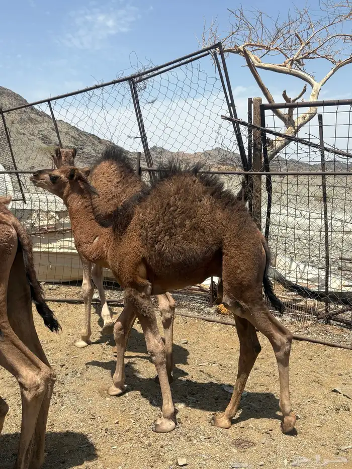 للبيع قعدان2 4