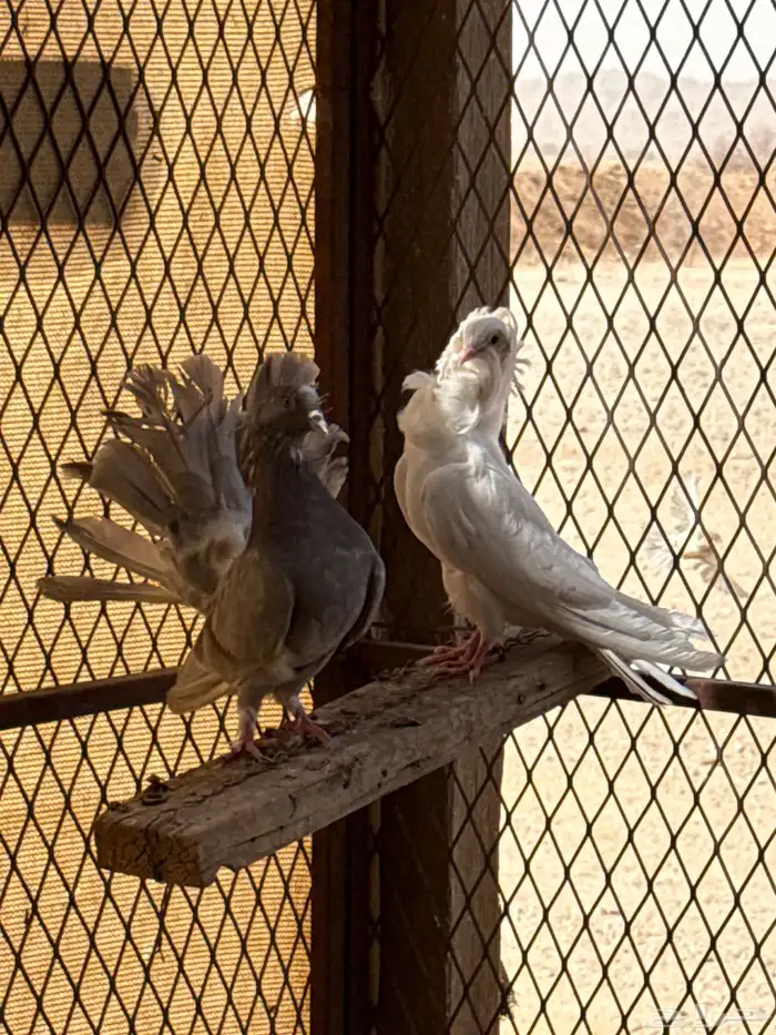 حمام 4